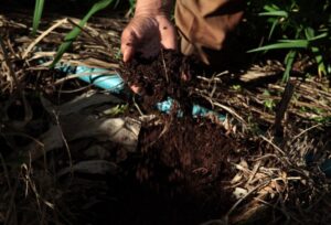Brasil será destaque mundial no uso de bioinsumos