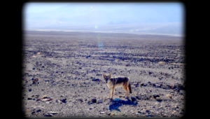 Fronteira Festival começa na próxima terça-feira (29) no Cine Brasília