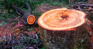 Análise mostra caminho para Brasil reduzir “dívida de carbono” dos solos agrícolas